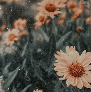 Meet your Posher, Anella